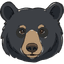 black bear